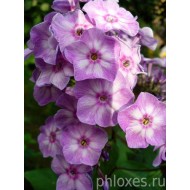 Флокс Phlox Гроза